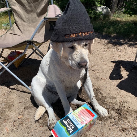 Meet your Posher, Liam - Picture 2 of 2